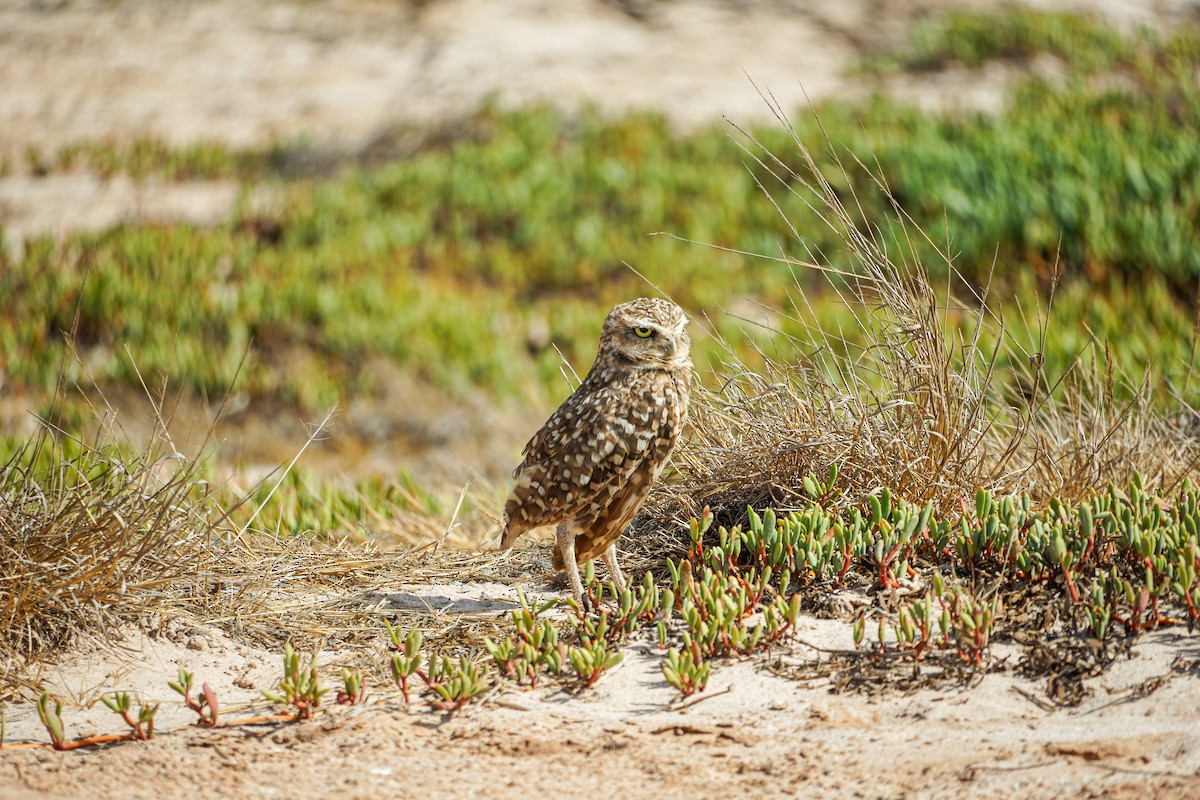 Burrowing Owl - Jesse B