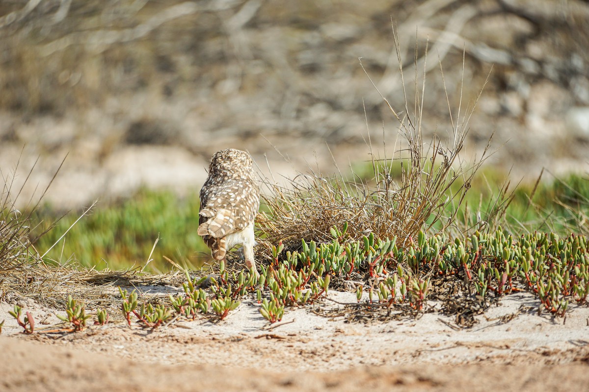 Burrowing Owl - ML619379676