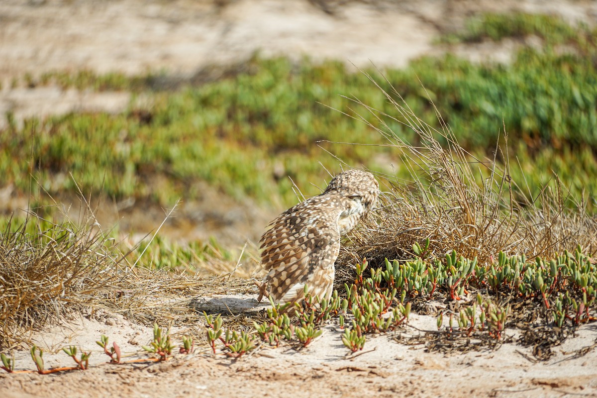 Burrowing Owl - ML619379678