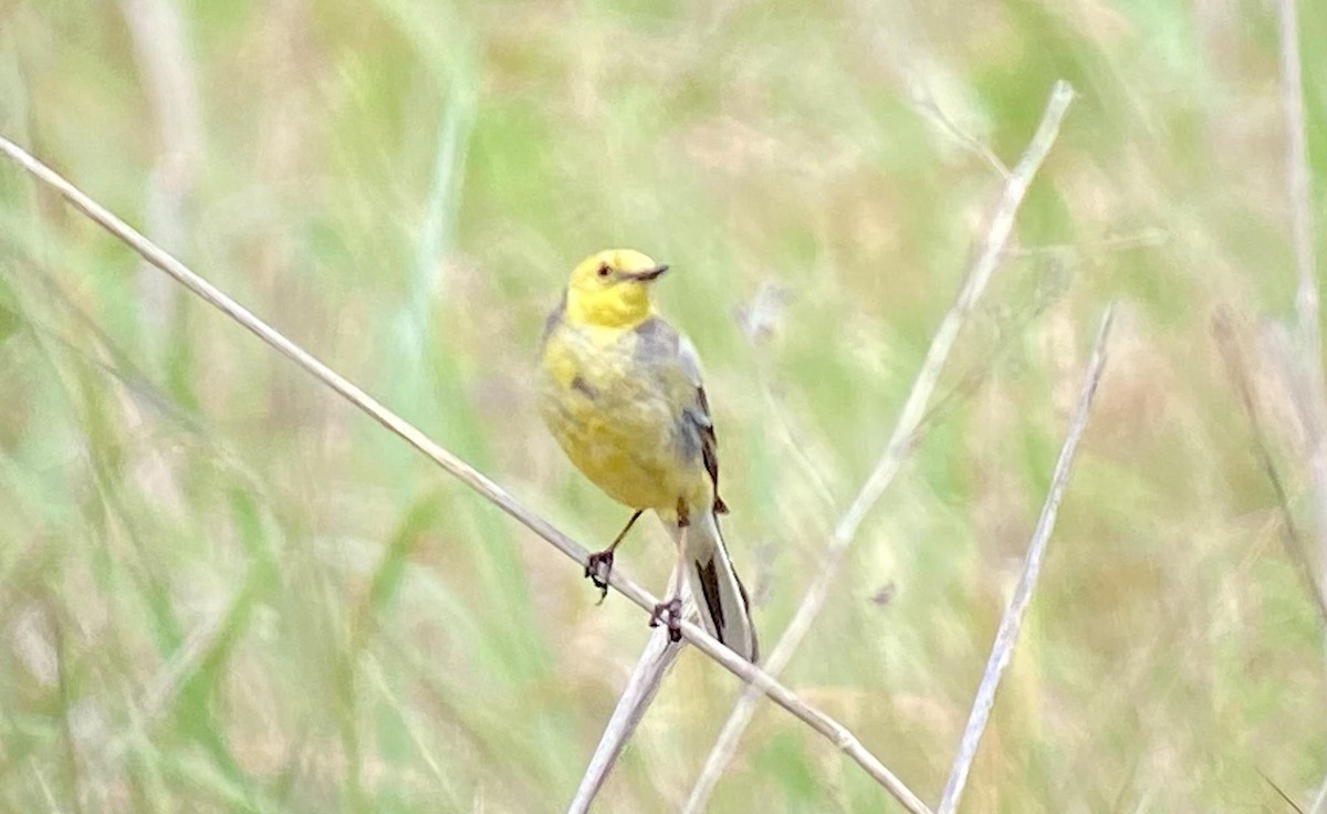 Citrine Wagtail - Oriol Soler