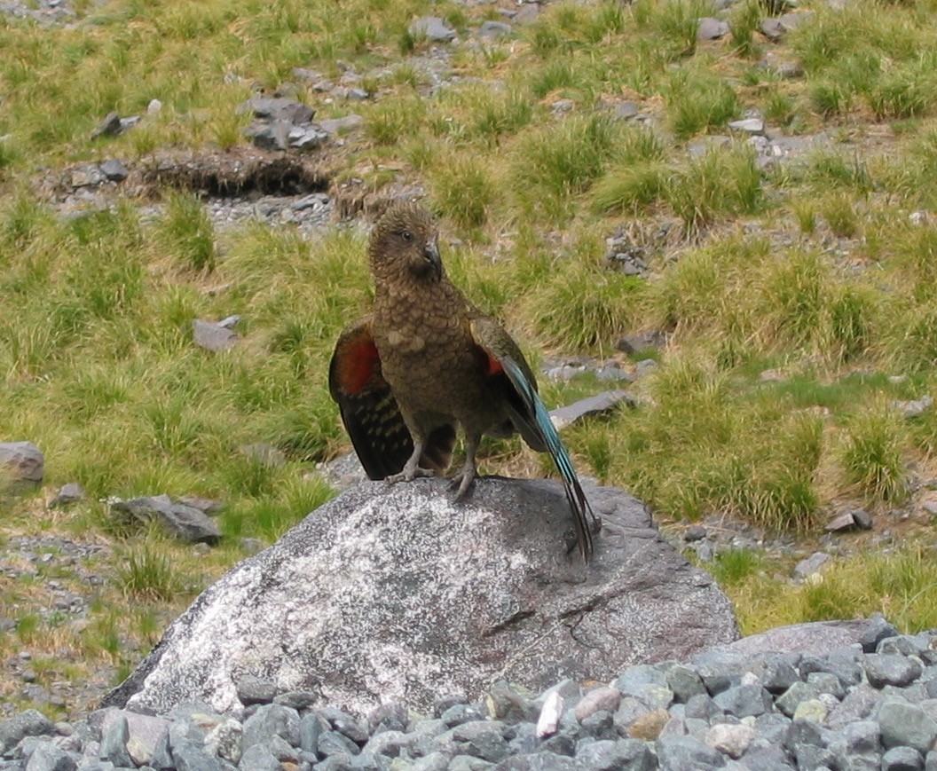 Kea - Karen Morse