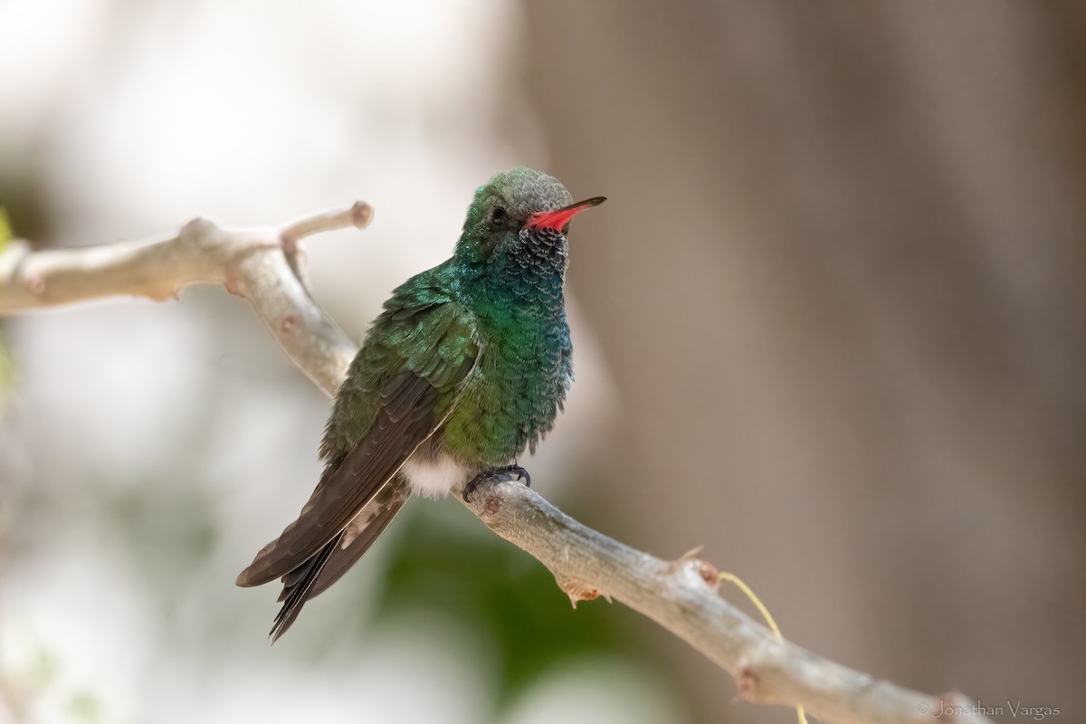 Colibrí Piquiancho de Tres - ML619379711