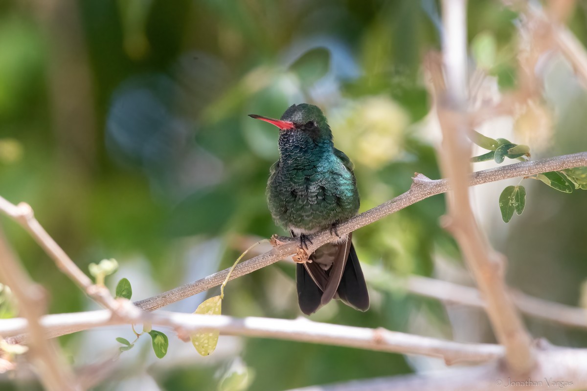 Tres Marias Hummingbird - Jonathan Vargas