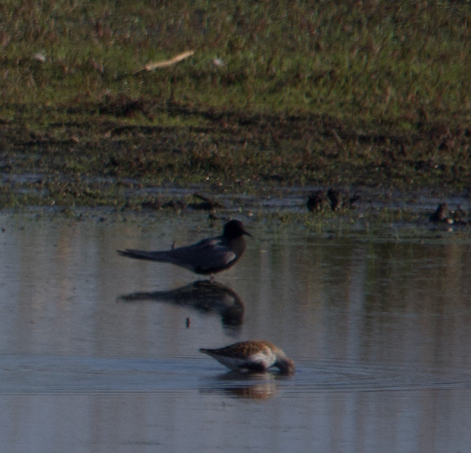 Black Tern - Alenka Weinhold