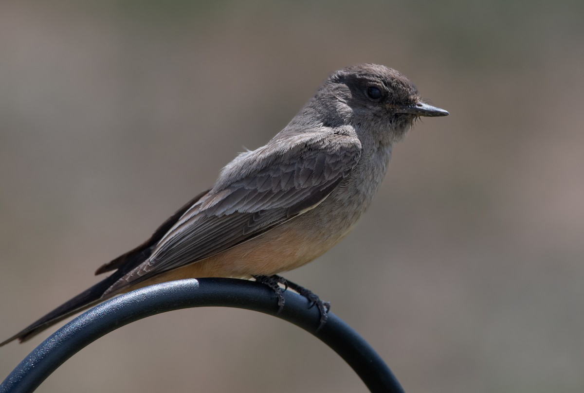 Say's Phoebe - ML619379730