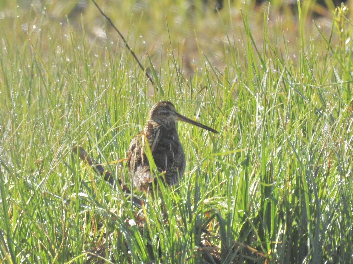 Wilson's Snipe - Jim Davis