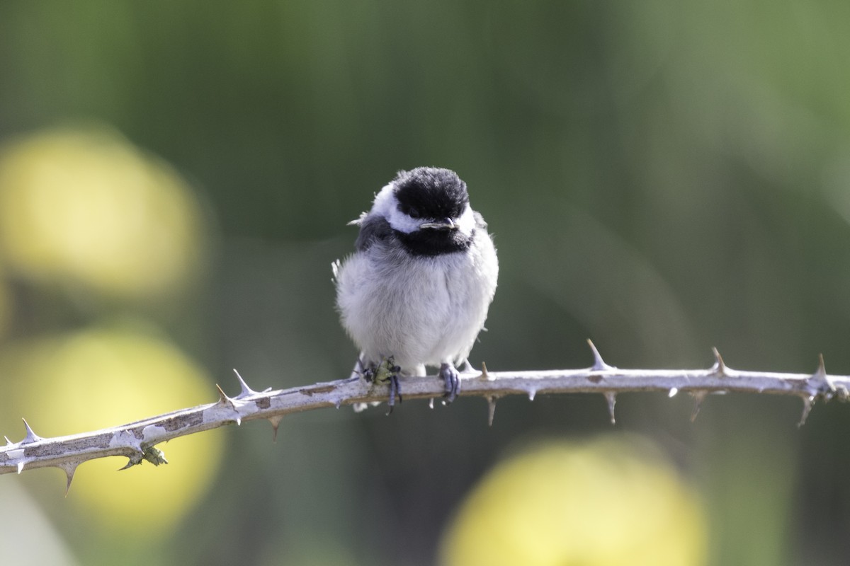 Black-capped Chickadee - ML619379737