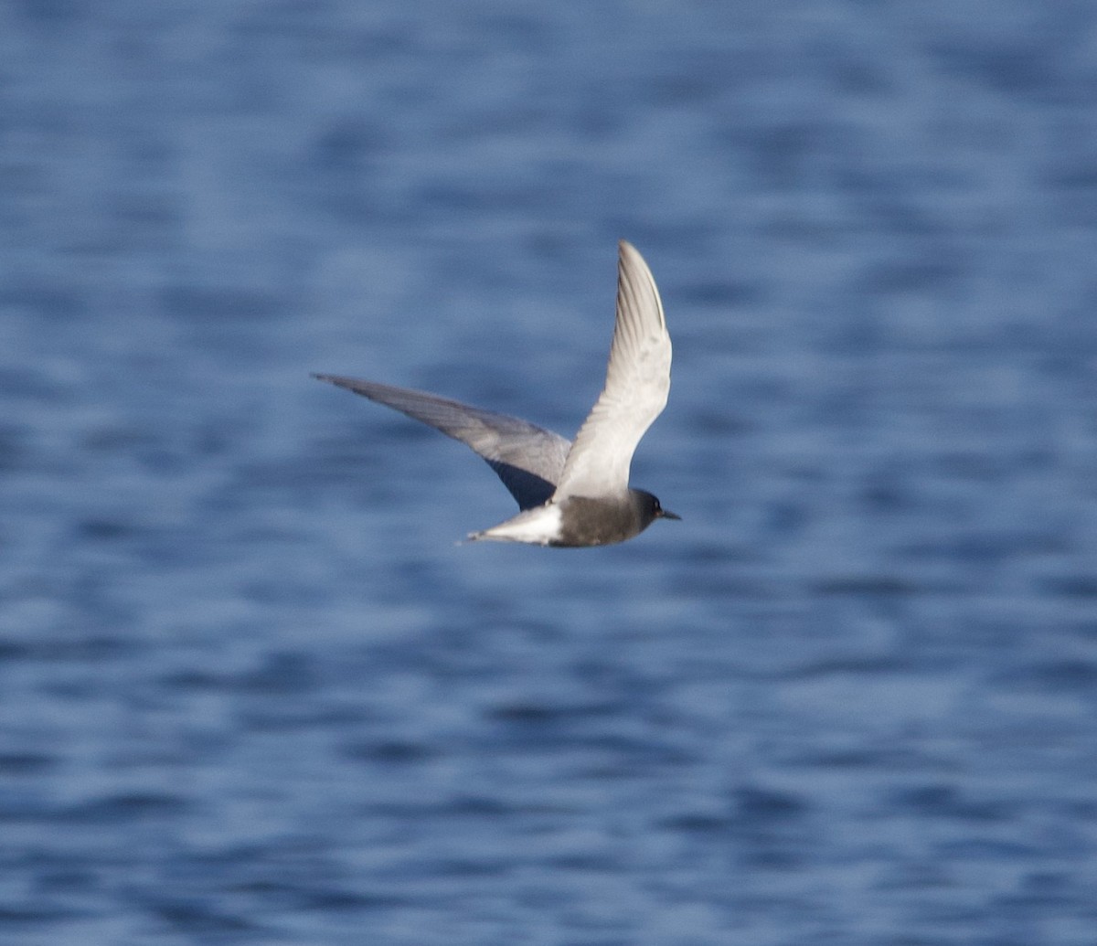 Black Tern - ML619379738