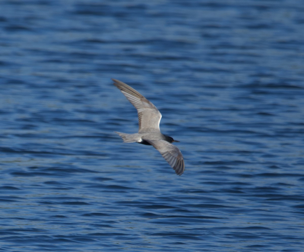 Black Tern - Alenka Weinhold