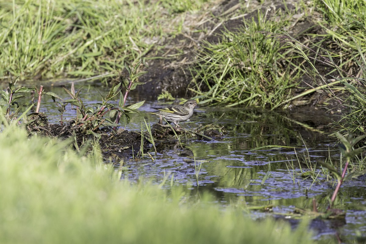 Pine Siskin - Anthony Gliozzo