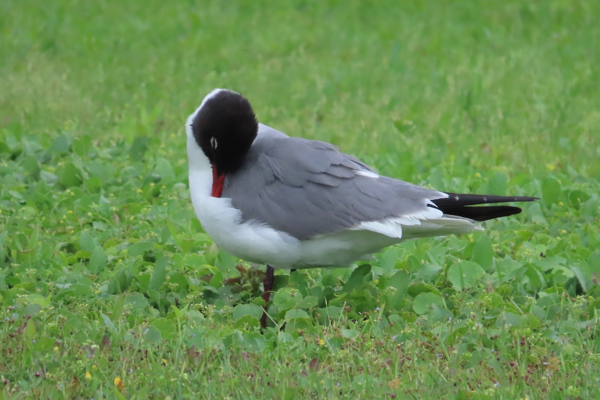 Laughing Gull - David Brinkman