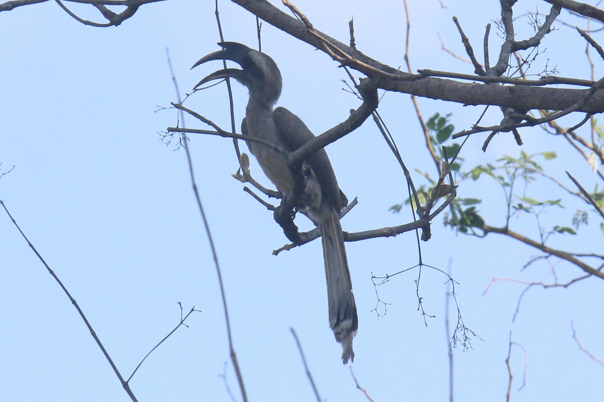 Indian Gray Hornbill - Satheesh Muthugopal Balasubramanian