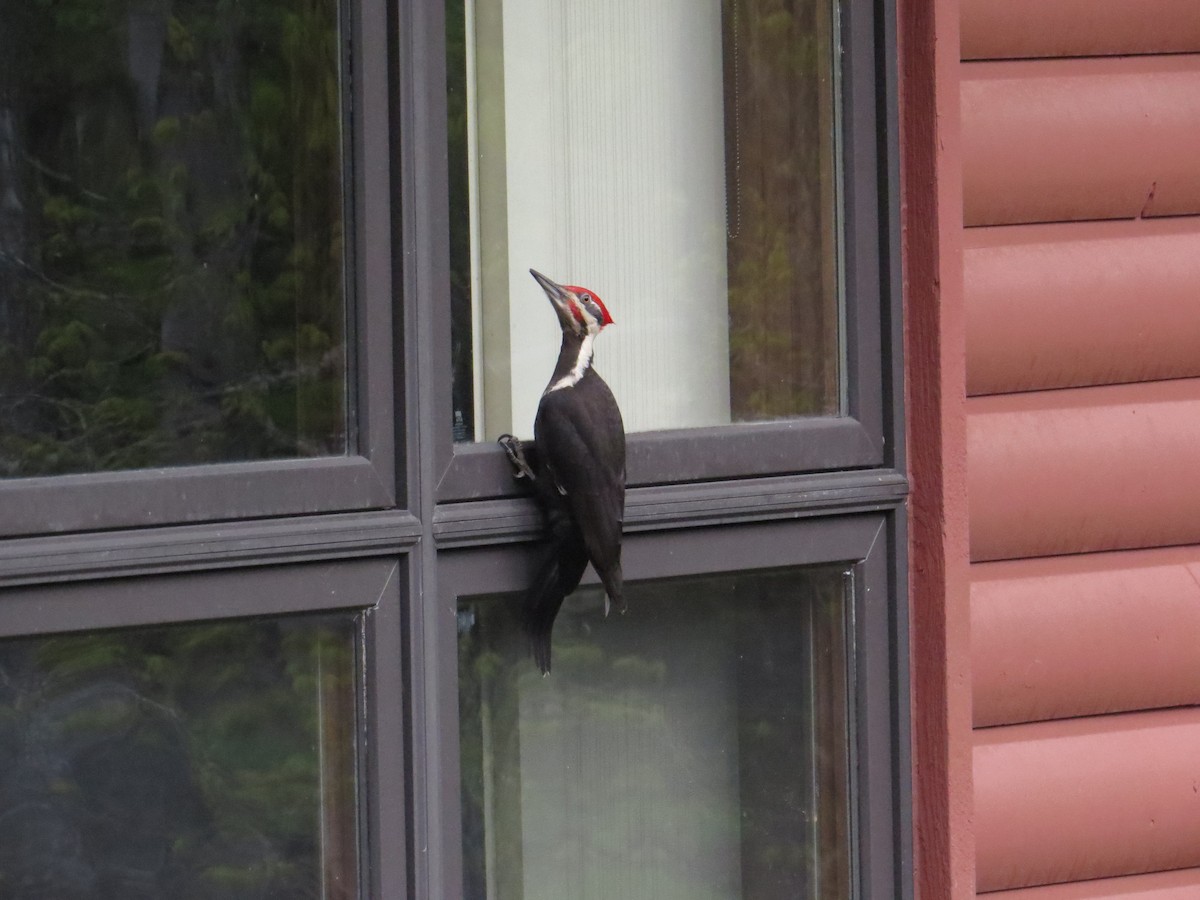 Pileated Woodpecker - Benjamin Althouse