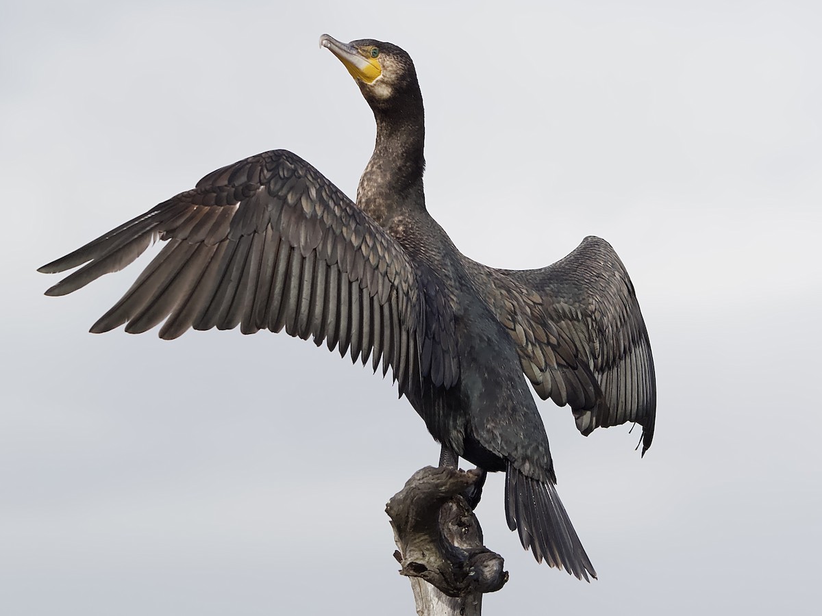 Great Cormorant - Allan Johns