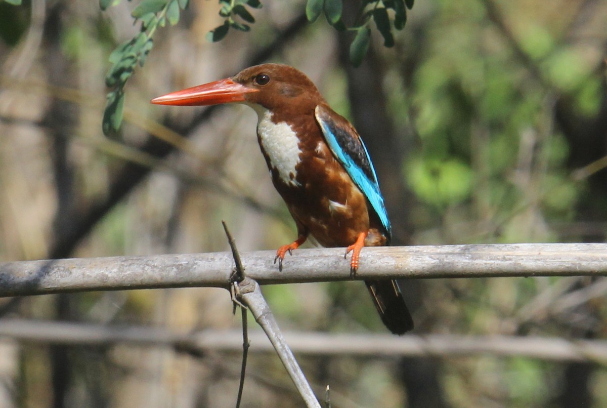 White-throated Kingfisher - Satheesh Muthugopal Balasubramanian
