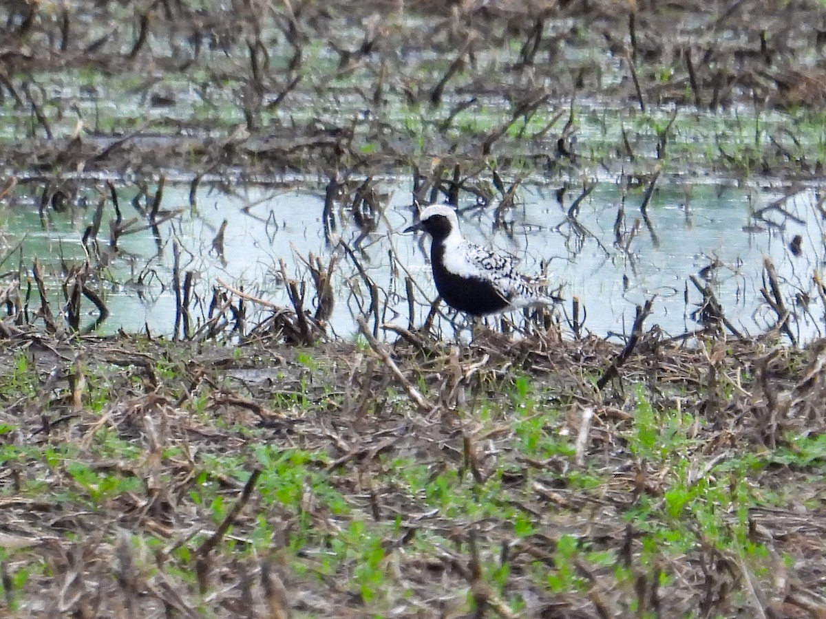 Black-bellied Plover - Barb Wolf