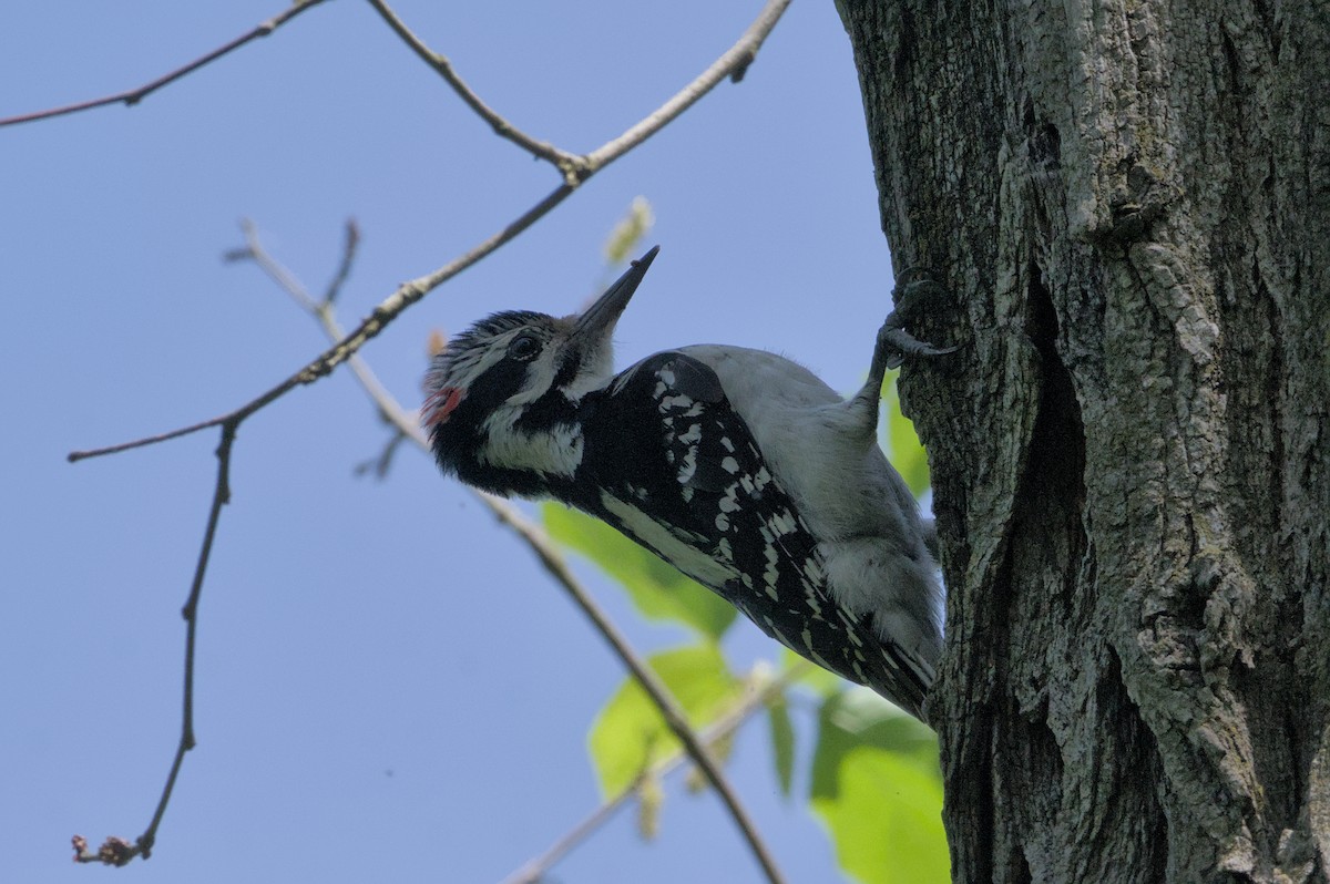 Hairy Woodpecker - Robert Howard