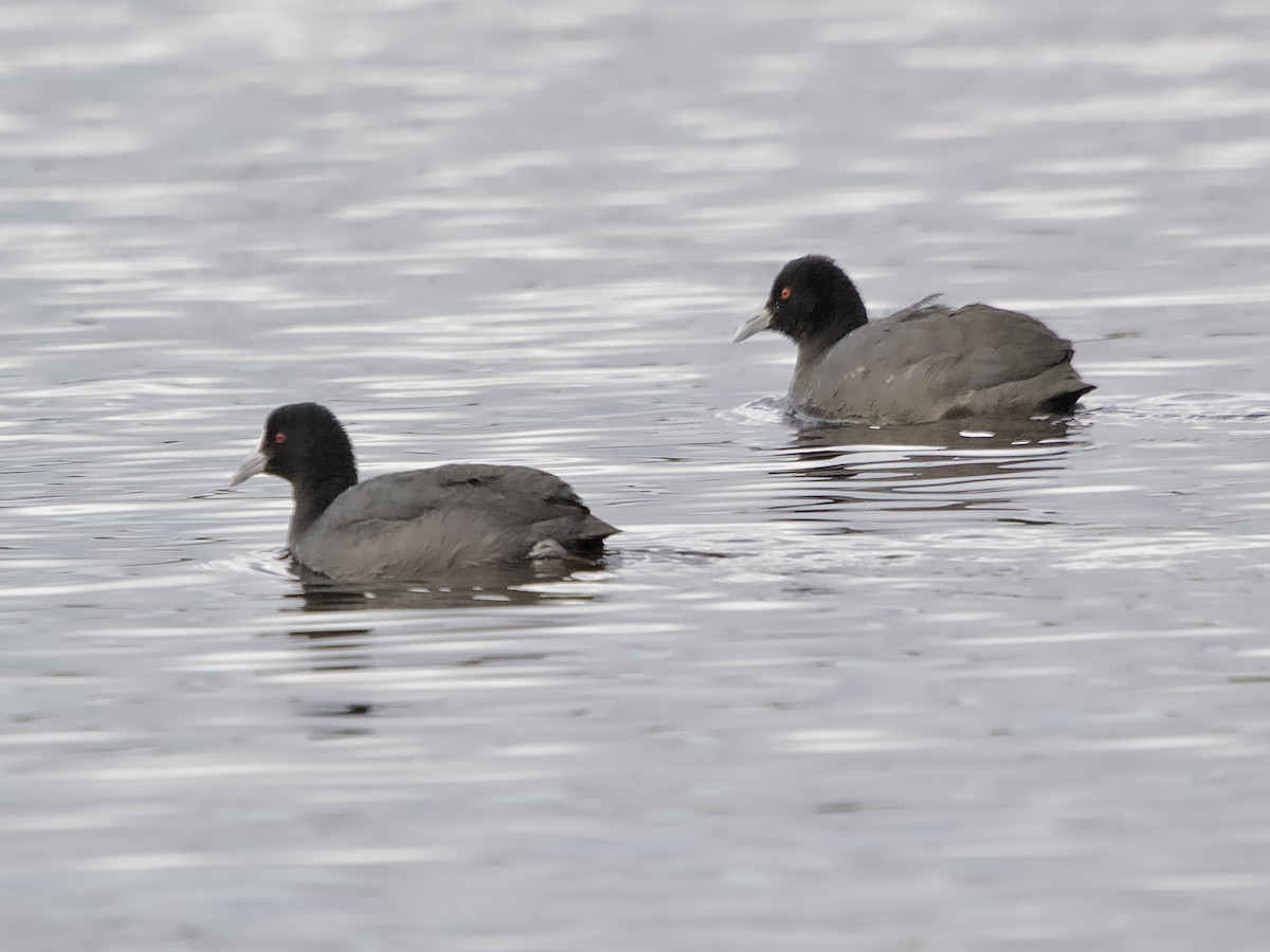 Eurasian Coot - Allan Johns