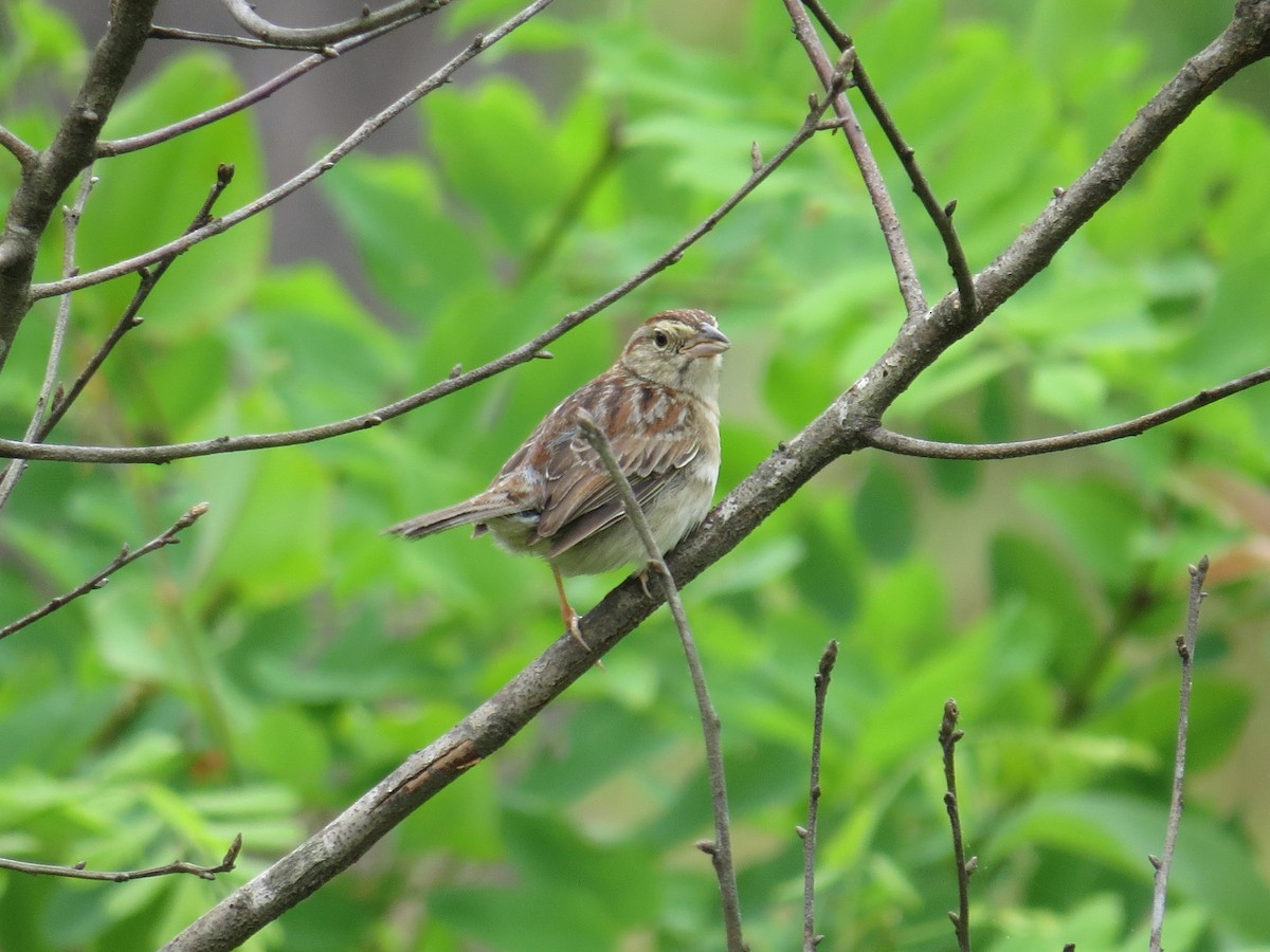 Bachman's Sparrow - Benjamin Althouse