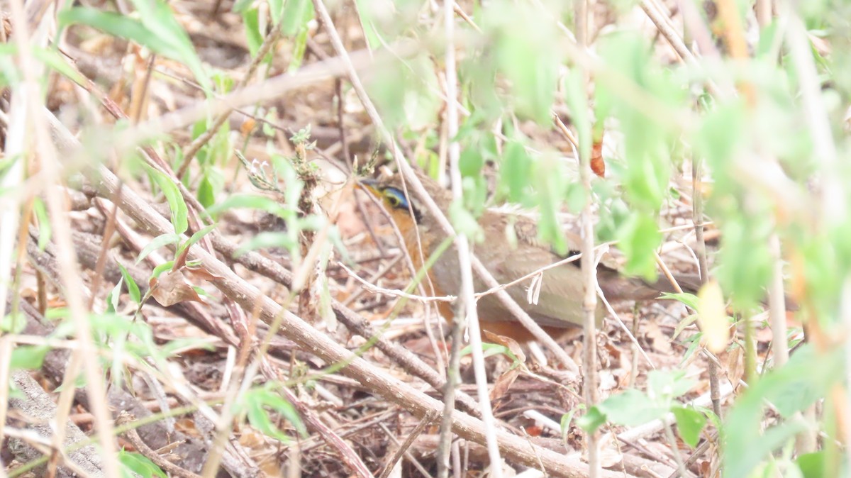 Lesser Ground-Cuckoo - ML619379893