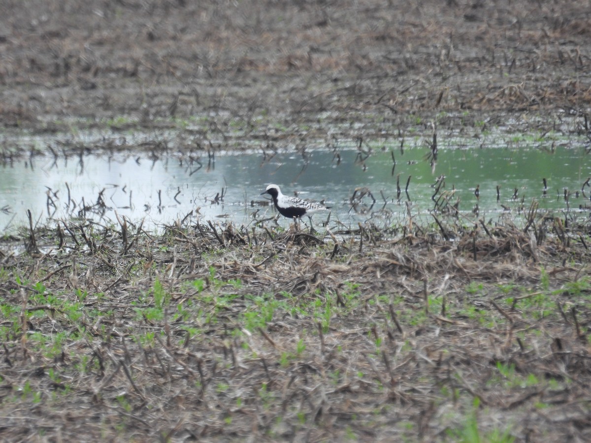 Black-bellied Plover - Barb Wolf