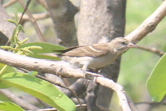 Yellow-throated Sparrow - Satheesh Muthugopal Balasubramanian