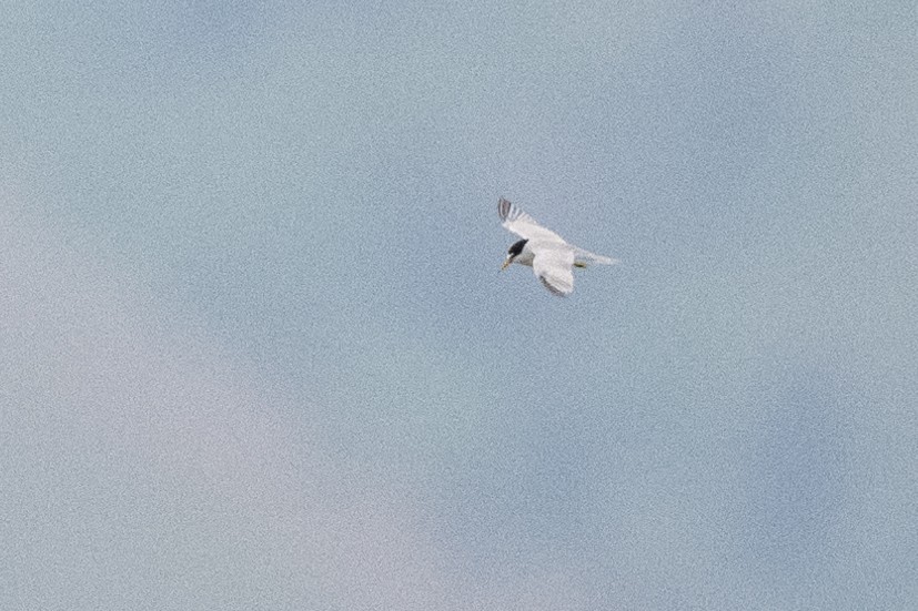 Least Tern - Ross Bartholomew