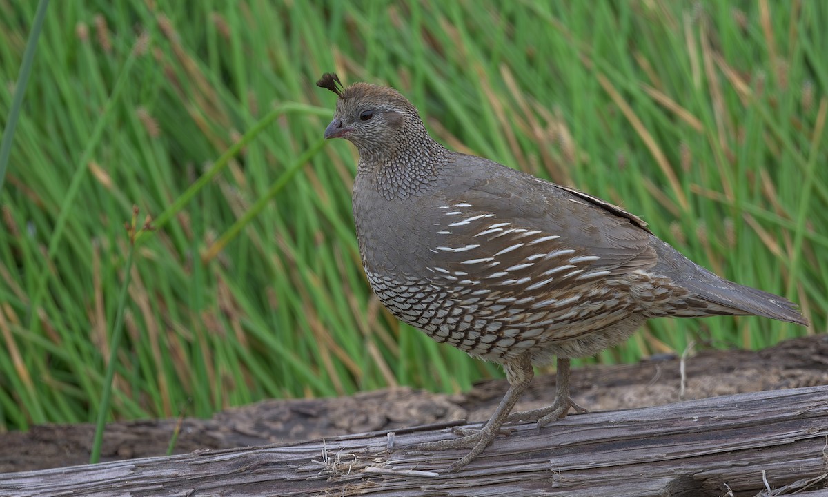 California Quail - Becky Matsubara