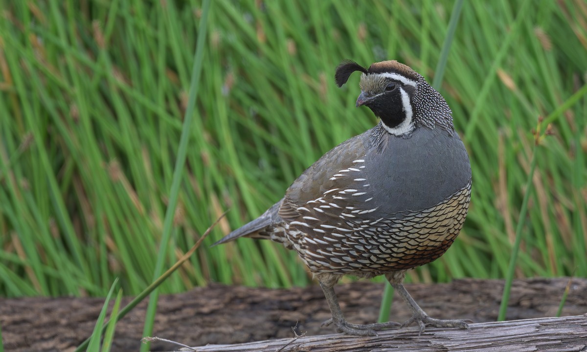 California Quail - Becky Matsubara