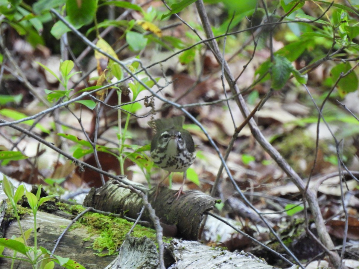 Louisiana Waterthrush - ML619379942