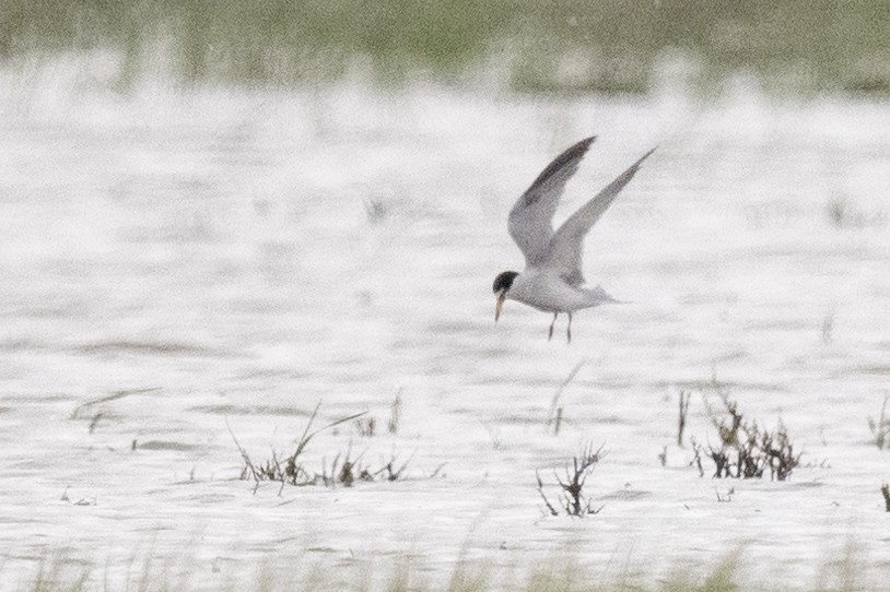 Least Tern - Ross Bartholomew