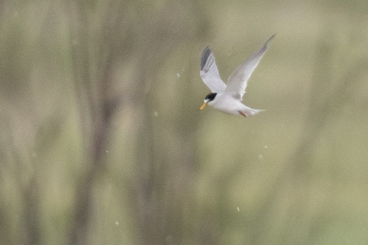 Least Tern - Ross Bartholomew