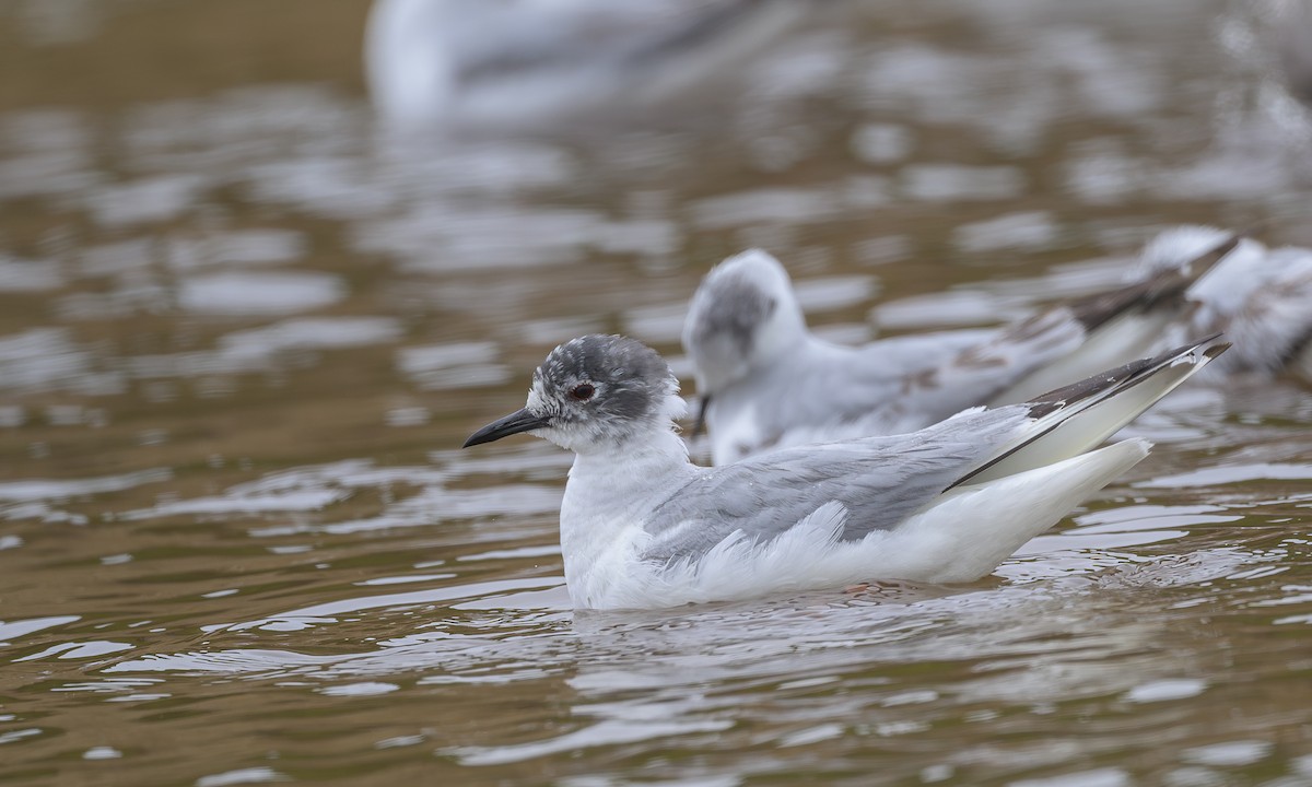 Bonaparte's Gull - Becky Matsubara