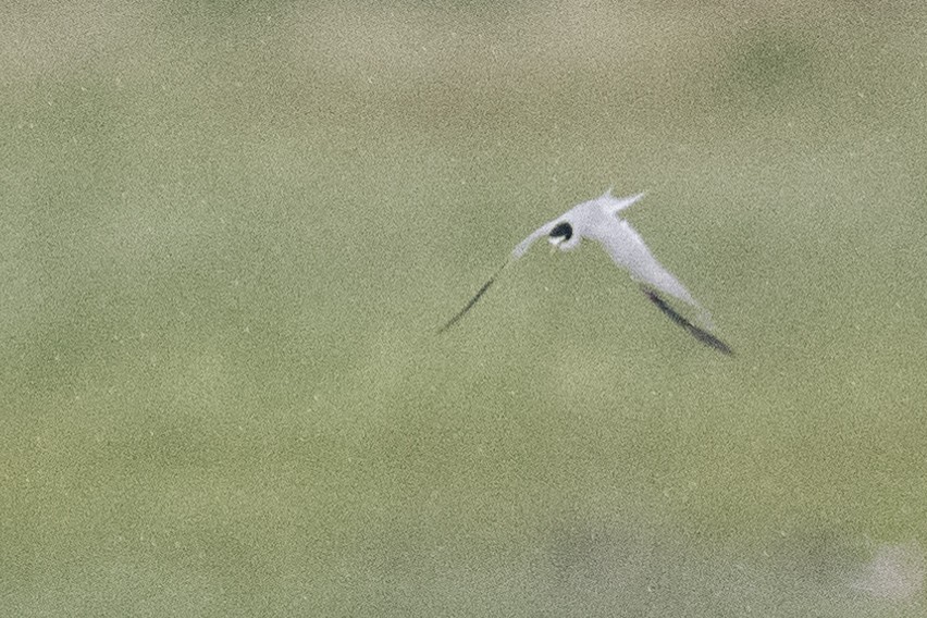 Least Tern - Ross Bartholomew