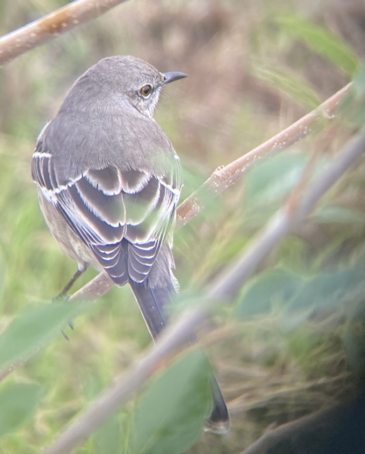 Northern Mockingbird - ML619379959