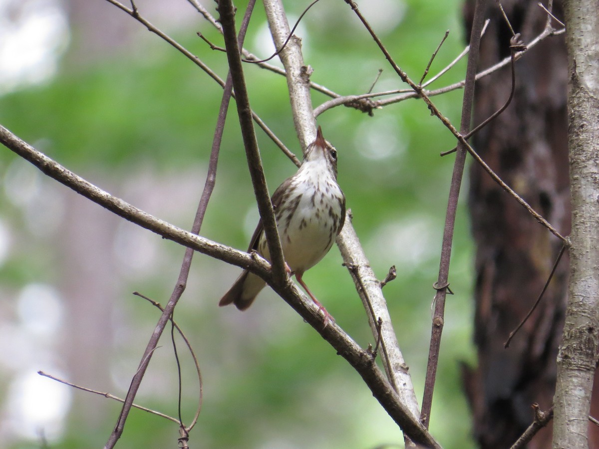 Louisiana Waterthrush - ML619379962