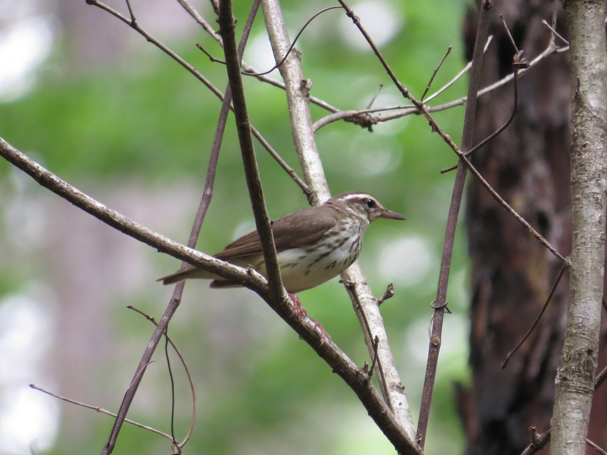 Louisiana Waterthrush - Benjamin Althouse