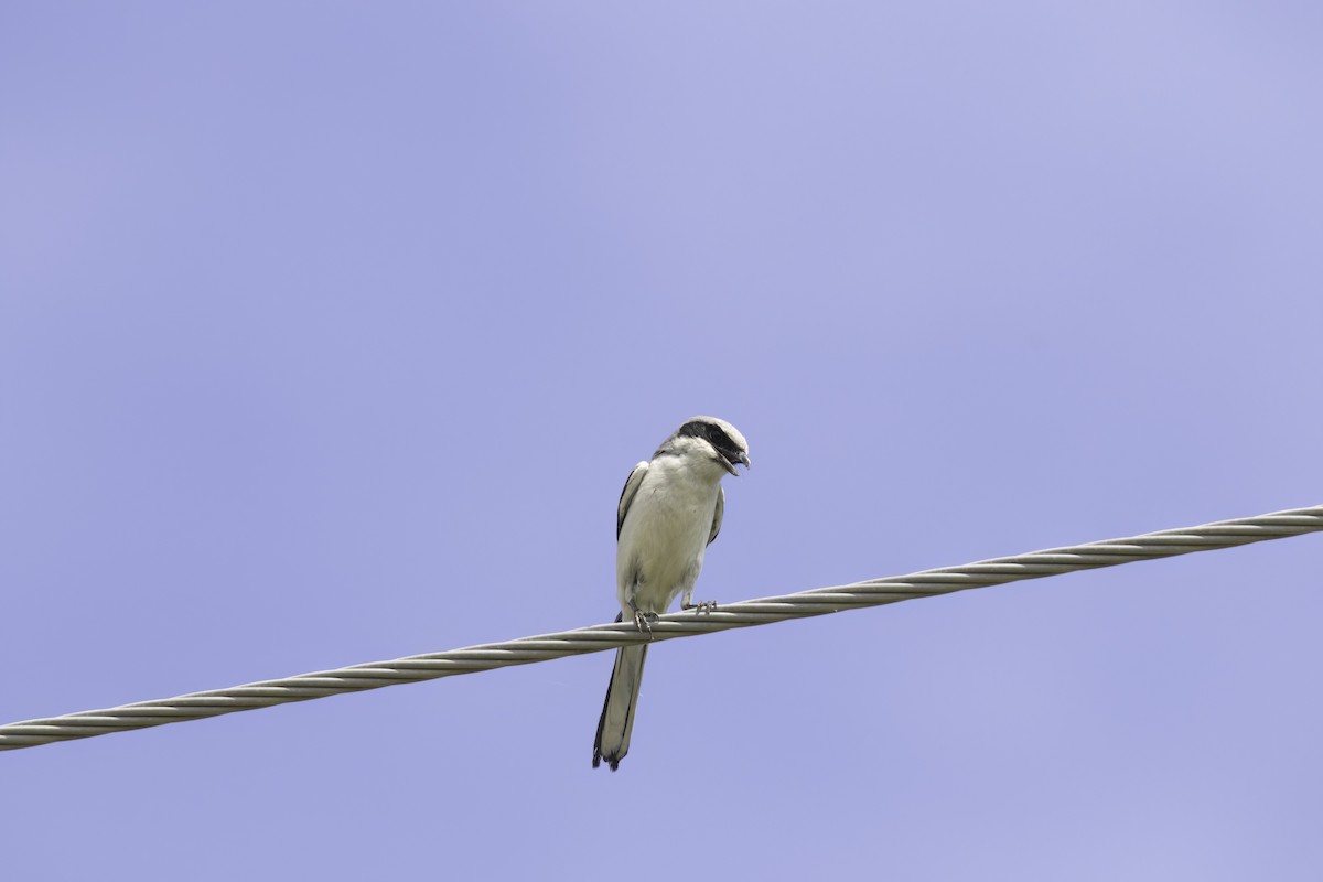 Loggerhead Shrike - Kyle Bess