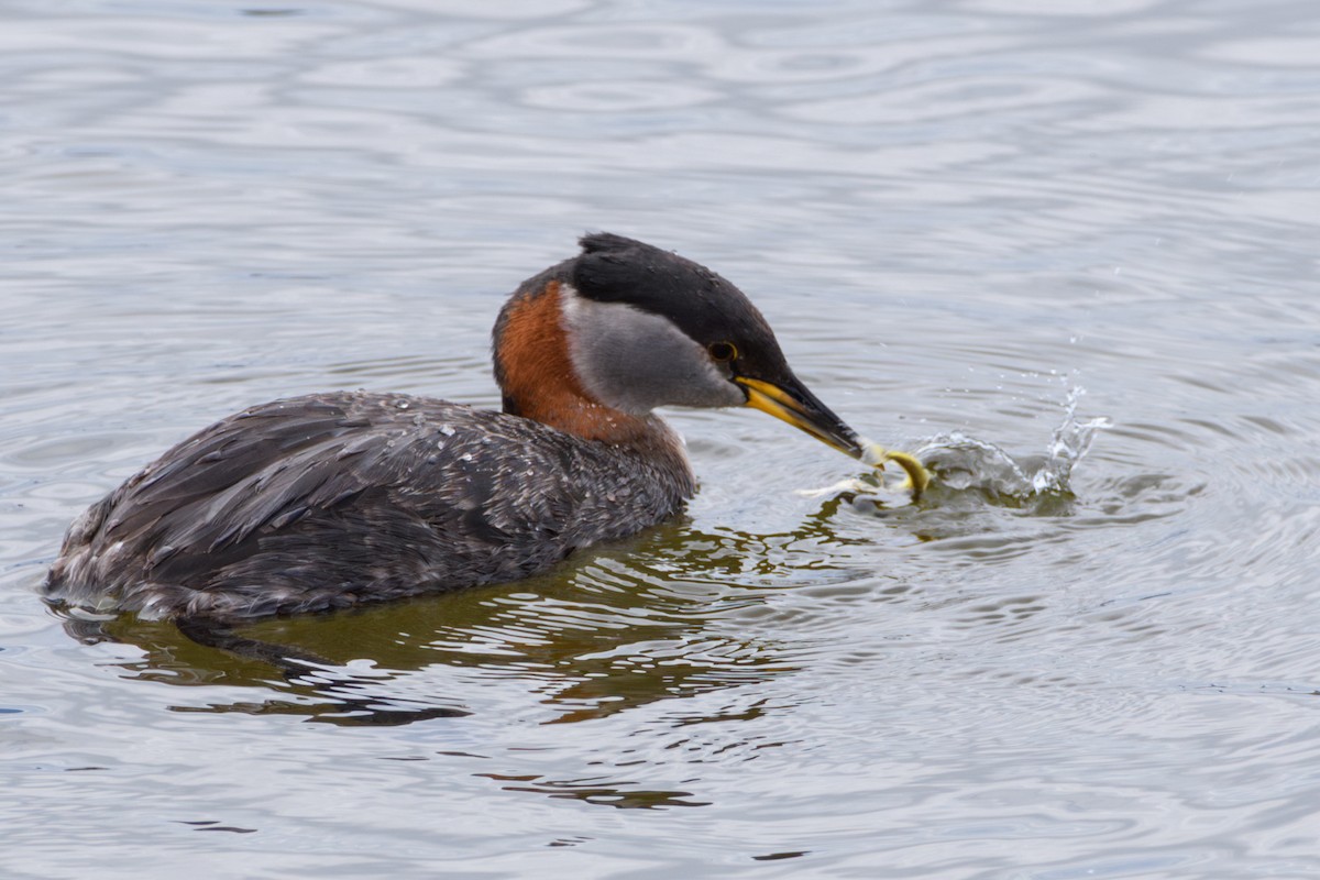 Red-necked Grebe - Jeremiah Fisher