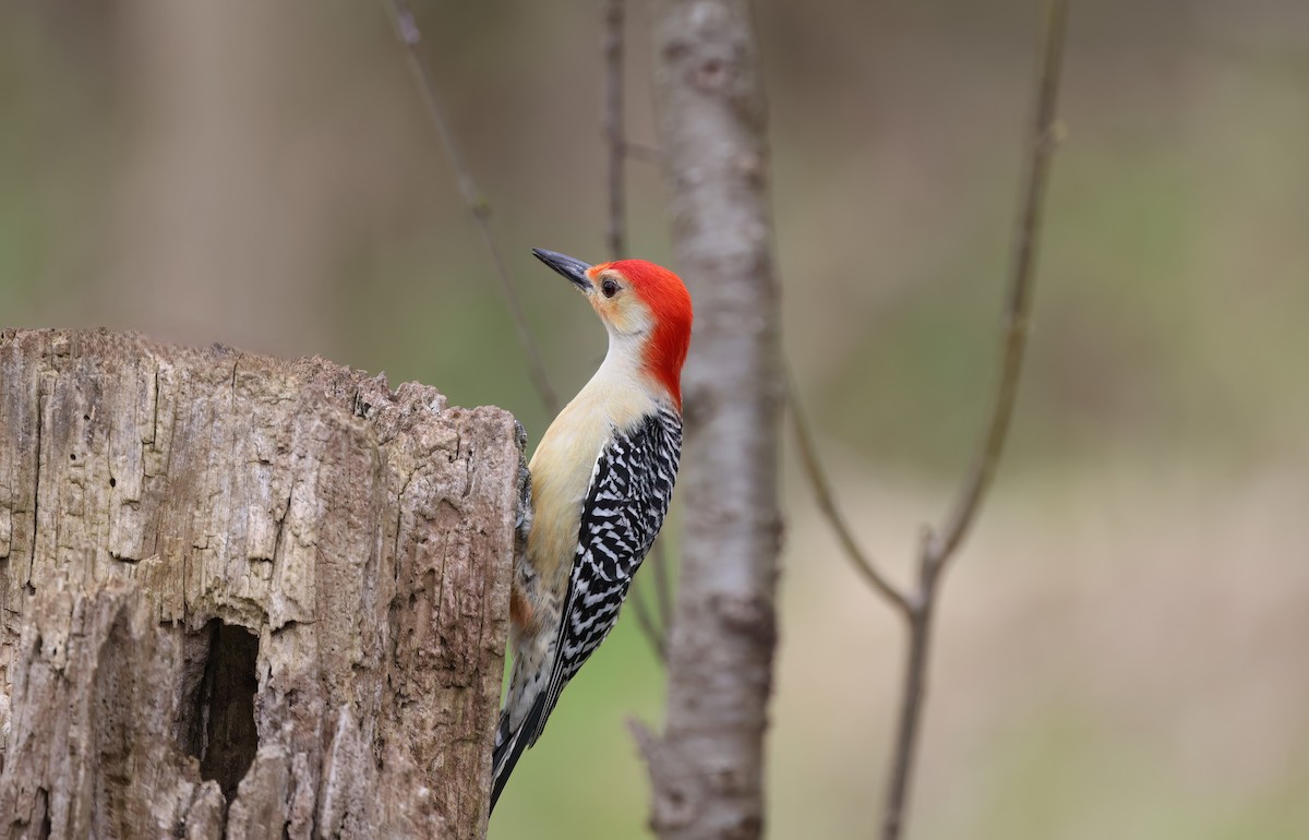 Red-bellied Woodpecker - Channa Jayasinghe