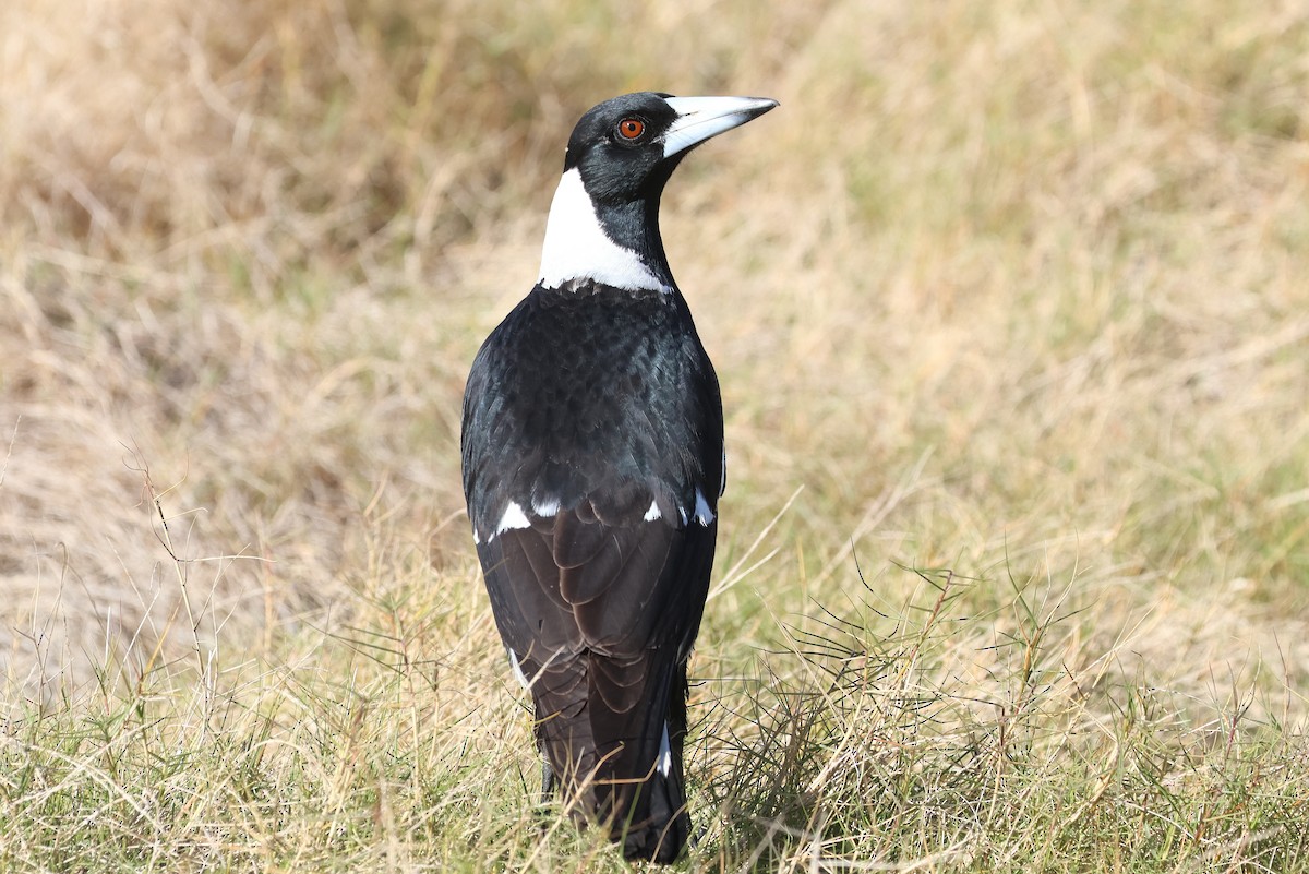 Australian Magpie - Lorix Bertling