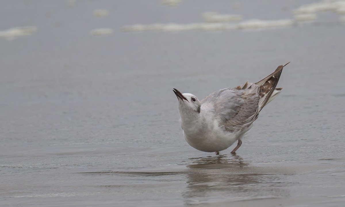 Bonaparte's Gull - Becky Matsubara