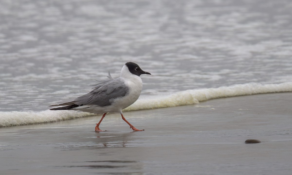 Bonaparte's Gull - Becky Matsubara