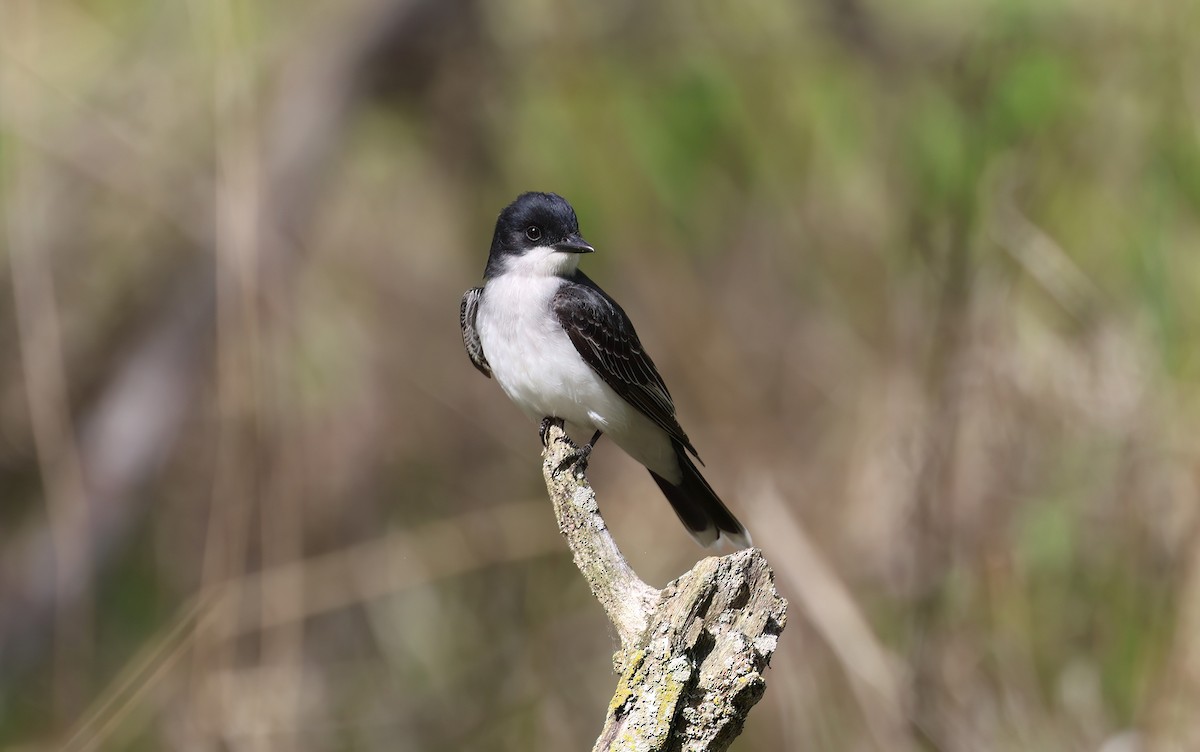 Eastern Kingbird - Channa Jayasinghe