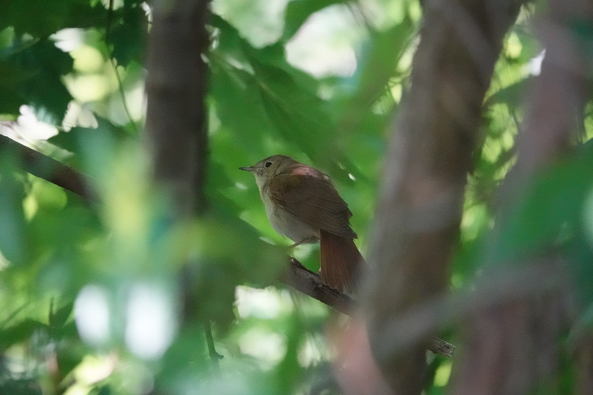 Common Nightingale - Marianne Fan