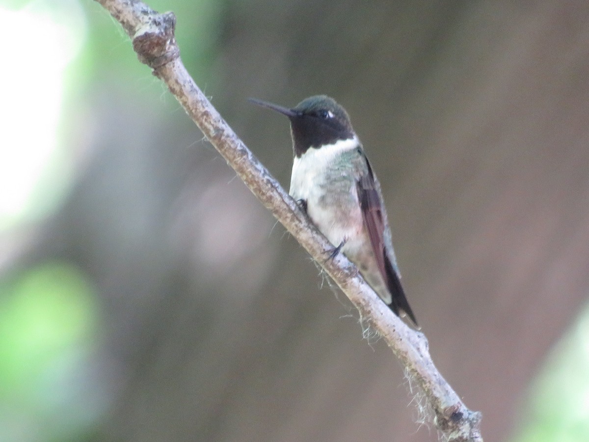 Ruby-throated Hummingbird - Nick Paarlberg