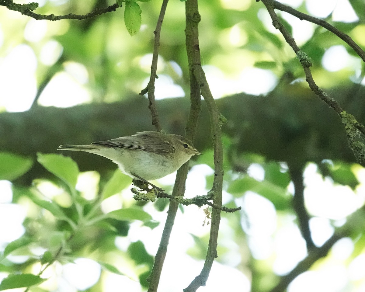 Common Chiffchaff - Marianne Fan