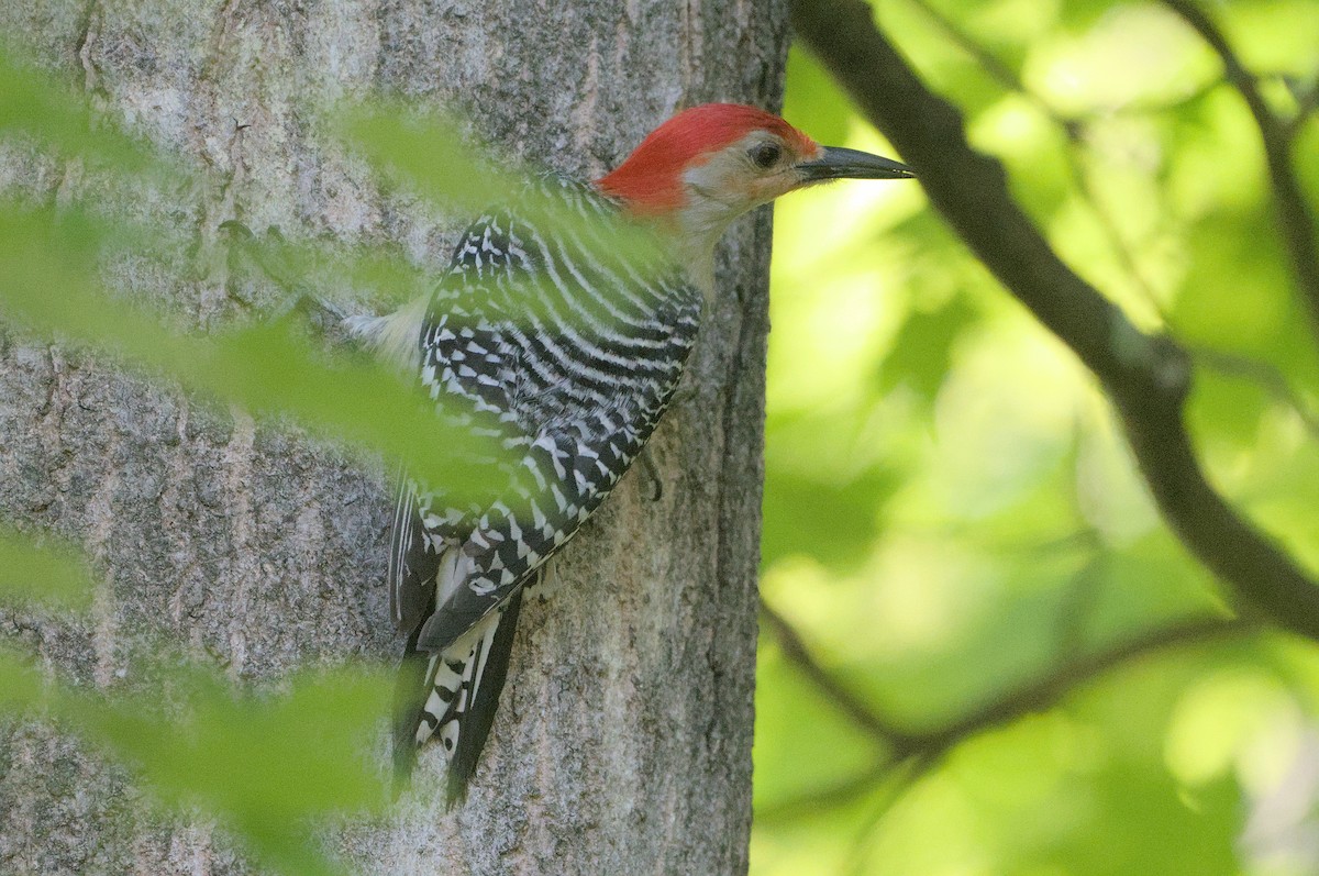 Red-bellied Woodpecker - Robert Howard