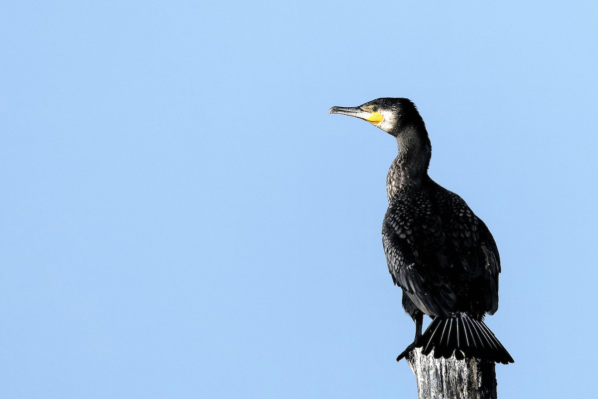 Great Cormorant - 独行虾 Bird.soong