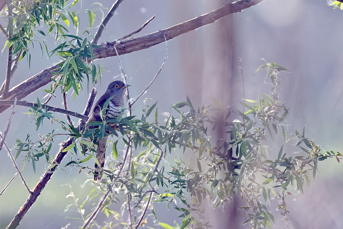 Indian Cuckoo - 独行虾 Bird.soong